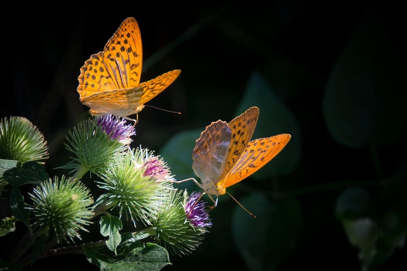 Butterfly Effect Perils
